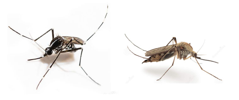 Aedes albopictus and Culex pipiens